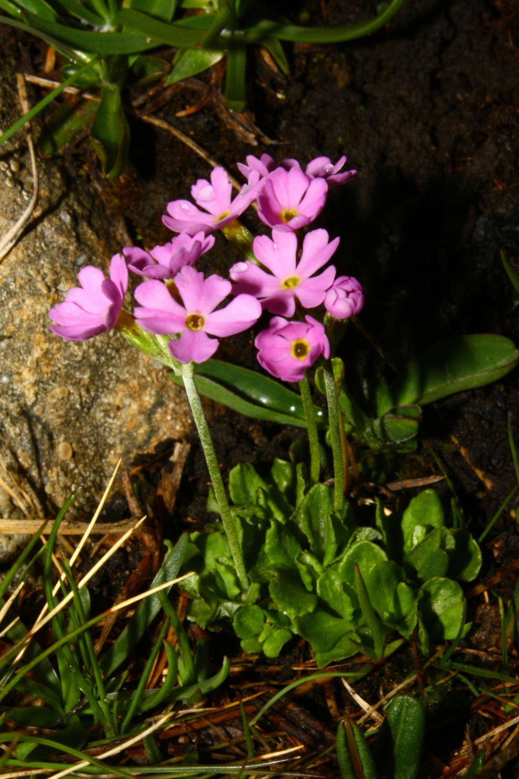 Primula farinosa